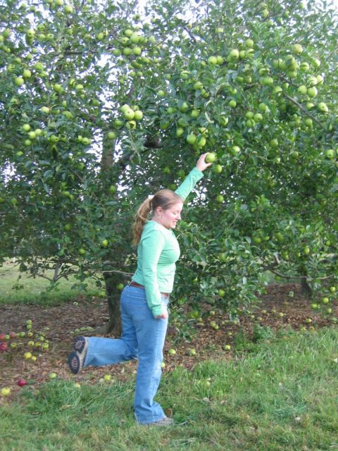 1985 Ford Crown Victoria LTD - Woman picking apples from a tree in an orchard.