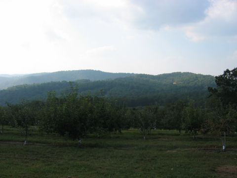 1985 Ford Crown Victoria LTD - A landscape view of rolling hills covered in trees, with an orchard in the foreground under a partly cloudy sky.