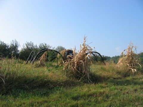 1985 Ford Crown Victoria LTD - A large spider decoration, constructed from hay bales and black pipes, sits in a field surrounded by dry corn stalks and green grass.