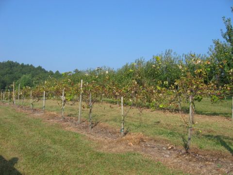 1985 Ford Crown Victoria LTD - Vineyard rows stretch into the distance under a bright blue sky on a sunny day.
