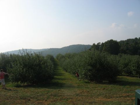 1985 Ford Crown Victoria LTD - A view of an apple orchard with rolling hills in the background on a clear day.
