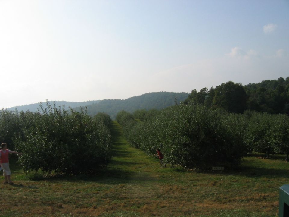 Apple orchard with rows of trees under a hazy sky, two people visible among the trees