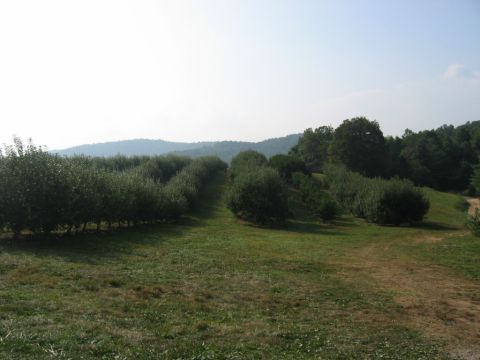 1985 Ford Crown Victoria LTD - A scenic view of an orchard with neatly planted rows of trees stretching towards distant hills.
