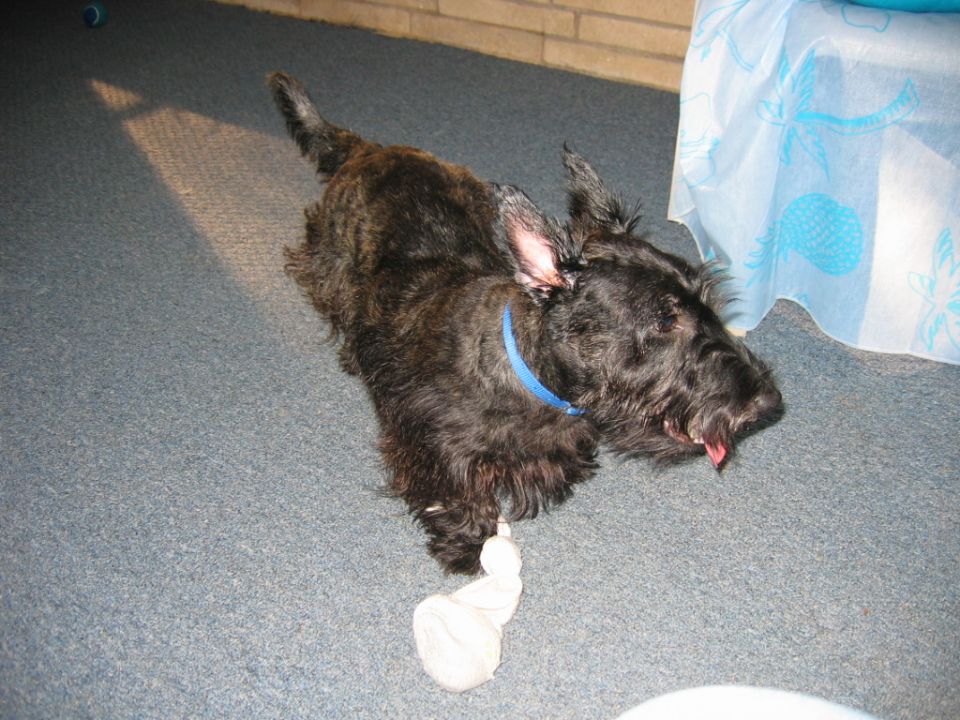 Black Scottish Terrier lying on carpet with a blue collar and a white toy