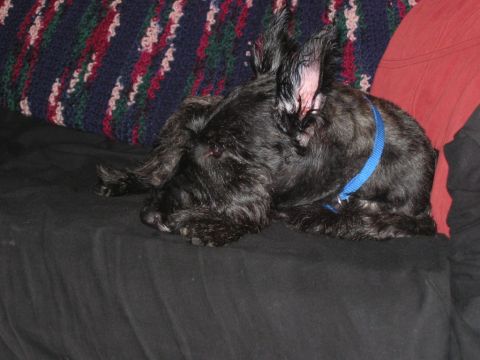 1985 Ford LTD Crown Victoria - A black scottish terrier dog rests on a couch, its ears perked and eyes looking to the side.