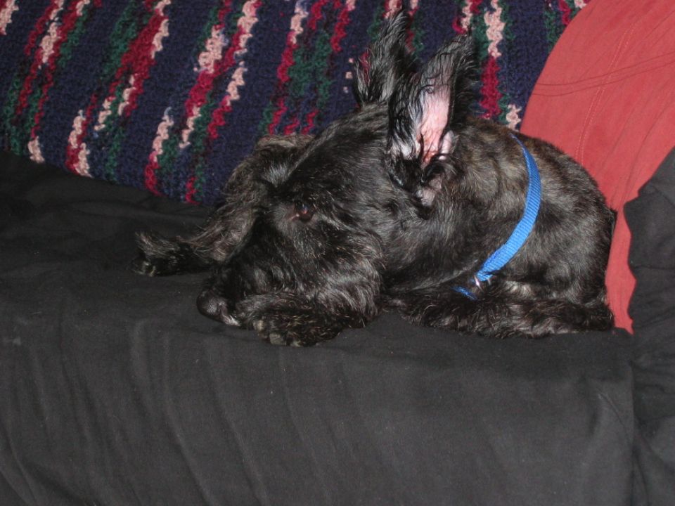 Black scottish terrier dog with a blue collar lies on a black surface next to a colorful blanket