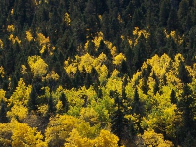 1972 Ford Ranchero - A dense forest displays a vibrant mix of dark green evergreens and bright yellow deciduous trees during the fall season.