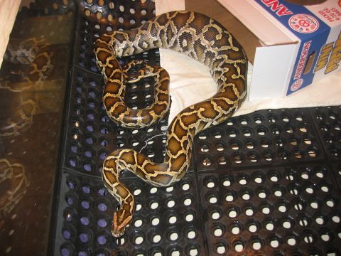1989 Ford Bronco - A python snake is coiled on a black mat, with a cardboard box in the background.
