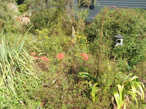1966 Ford Ranchero - A lush, overgrown garden scene features red spider lilies and yellow wildflowers, with a Japanese lantern hanging from a curved metal pole.
