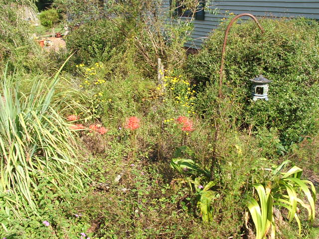 Overgrown garden with red spider lilies, yellow flowers, and a Japanese lantern hanging from a curved metal pole