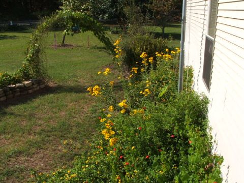 1966 Ford Ranchero - A lush garden scene features a prominent archway covered in vines and surrounded by blooming yellow flowers.