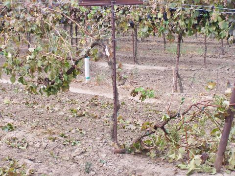 1979 Ford Bronco - A vineyard scene shows grapevines with sparse foliage and dry ground, with agricultural stakes and posts visible.