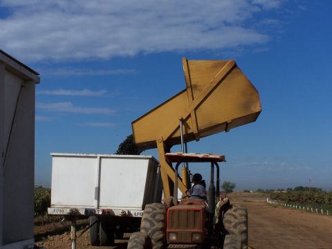 1979 Ford Bronco - A tractor is actively working, transferring grapes into a trailer.