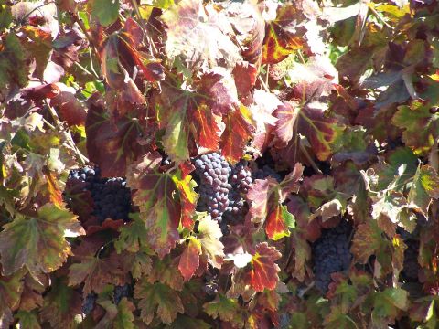 1979 Ford Bronco - Grape vines show clusters of ripe grapes amidst colorful autumn leaves.
