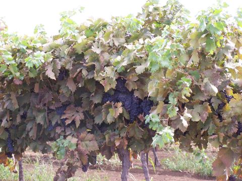 1979 Ford Bronco - Vineyard scene with ripe grapes hanging from the vine, showing both green and browning leaves.