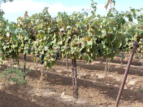 1979 Ford Bronco - A vineyard shows rows of grapevines laden with ripe, dark grapes under a clear sky.