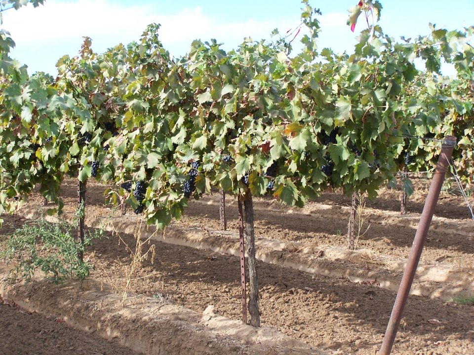 Rows of grapevines with dark grapes hanging from the branches under a blue sky. A metal post is visible on the right
