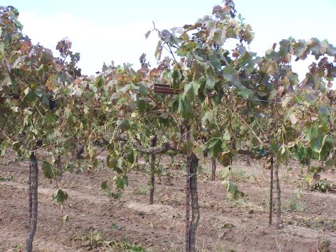 1979 Ford Bronco - A vineyard scene with grapevines showing signs of autumn or drought.