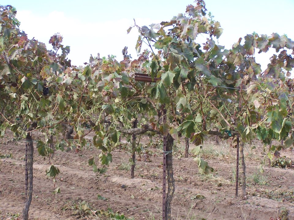 Grapevine field with dry leaves and dirt rows under a cloudy sky. Watermark reads SUPERMOTORS