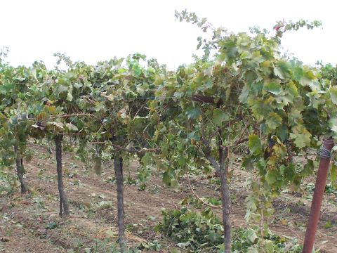 1979 Ford Bronco - A vineyard scene with rows of grapevines and supporting posts under a bright sky.