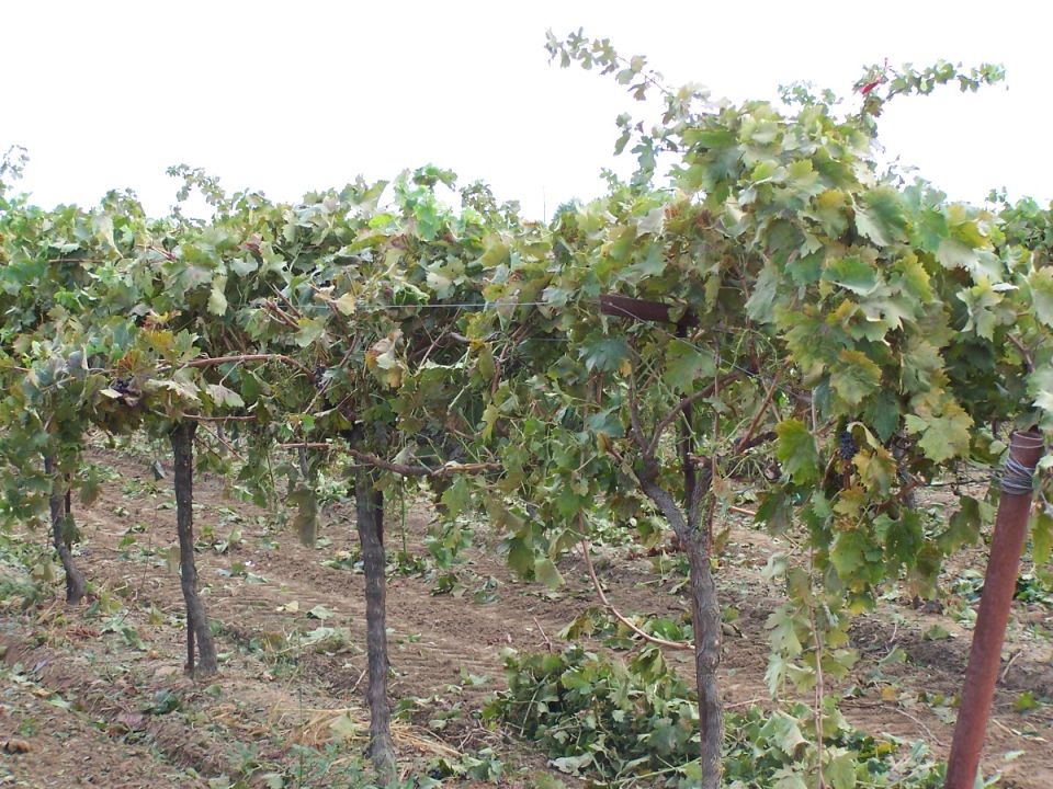 Vineyard with grapevines and posts