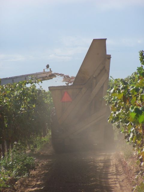 1979 Ford Bronco - Agricultural machinery working in a vineyard during harvest season.