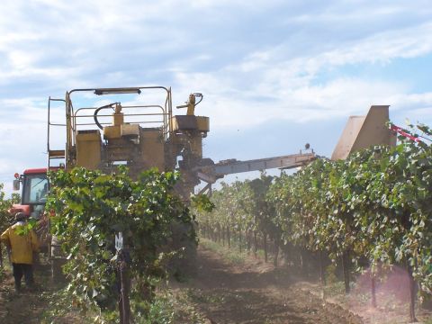 1979 Ford Bronco - A mechanical grape harvester is in operation within a vineyard, with a tractor and a worker visible.