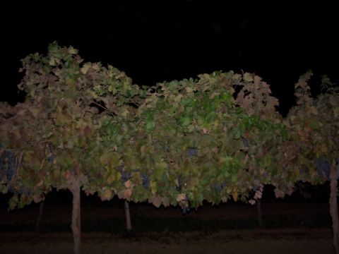 1979 Ford Bronco - A grapevine is pictured at night, with a watermark from SUPERMOTORS.NET visible in the lower right corner.