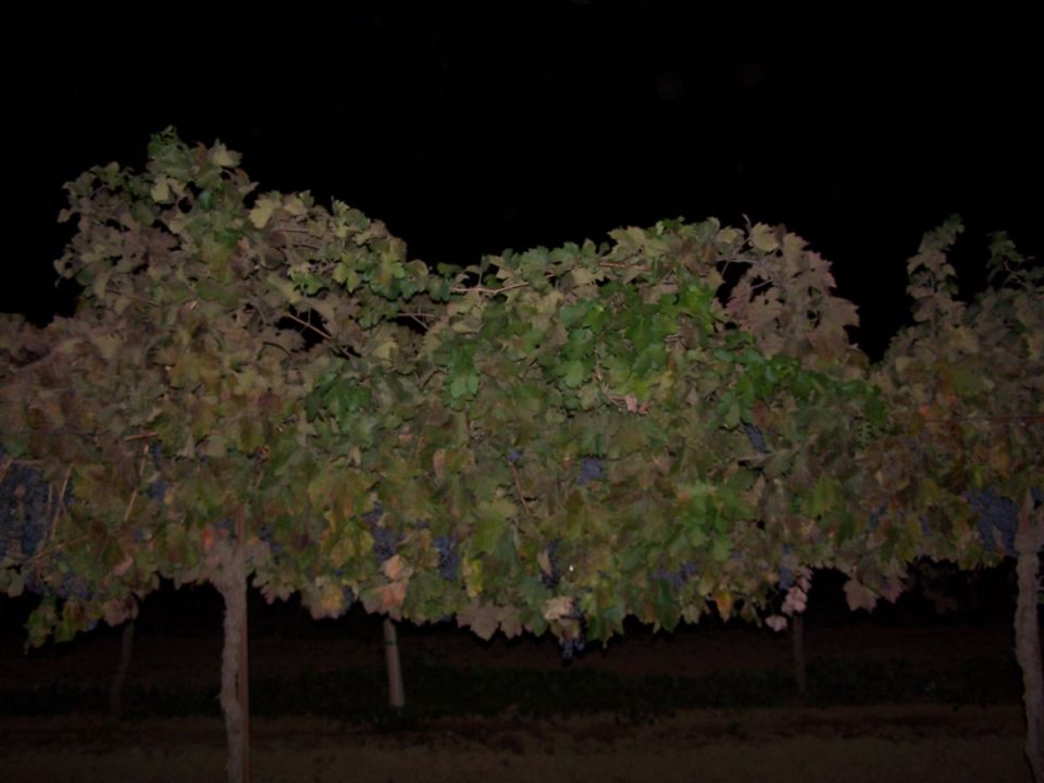 Grapevine at night with SUPERMOTORS.NET watermark