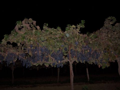 1979 Ford Bronco - Vineyard scene at night, showing grapevines heavy with fruit.