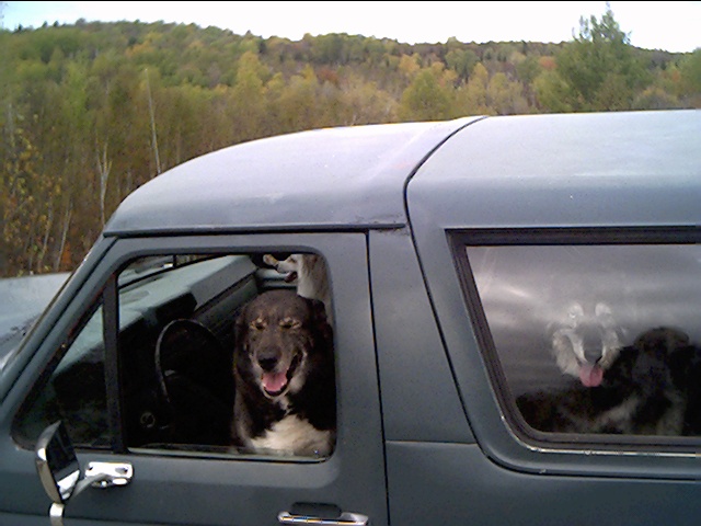 Black dog with paw up looking out the open driver window of a green truck with camper shell, second dog inside