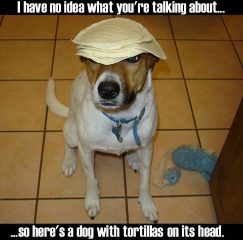 1993 Ford Bronco - A dog sits on a tiled floor with tortillas stacked on its head, looking directly at the camera.