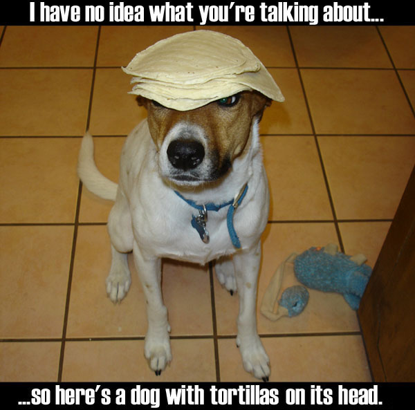 Dog with tortillas on its head, sitting on a tiled floor