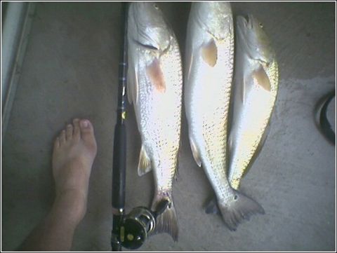 1981 Ford Bronco - A fishing rod and three fish are displayed on a gray surface next to a bare foot.