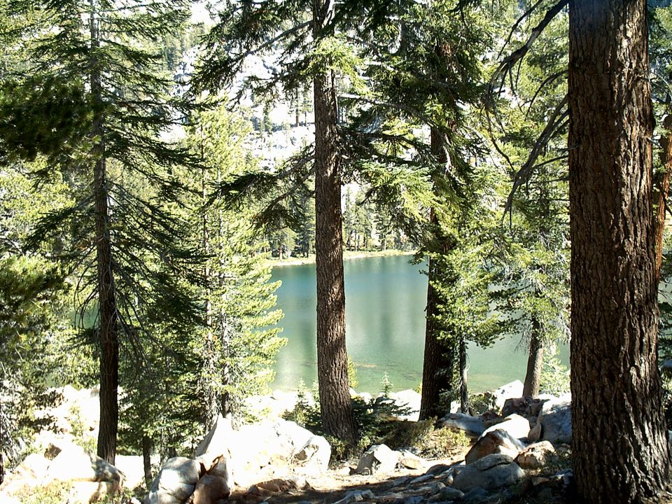Trees and a lake under a bright sky