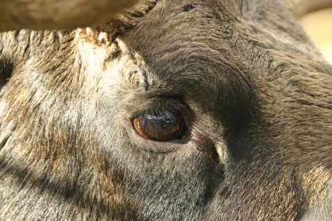 2003 Jeep TJ - A detailed view of a moose's eye and textured fur, highlighting the animal's natural features.