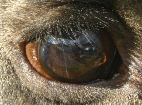 2003 Jeep TJ - A moose's eye, showing the brown iris and dark pupil with reflections of the surrounding environment.