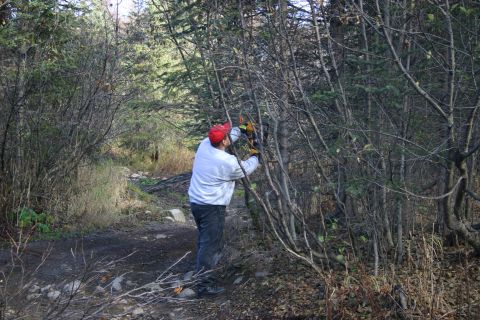2003 Jeep TJ - A person is actively trimming branches in a dense wooded area with a dirt path.