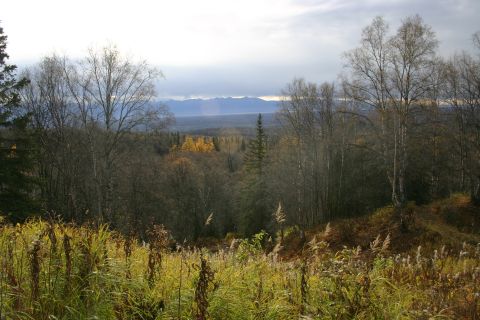 2003 Jeep TJ - A wide view of a forest during autumn with mountains in the distance under a cloudy sky.
