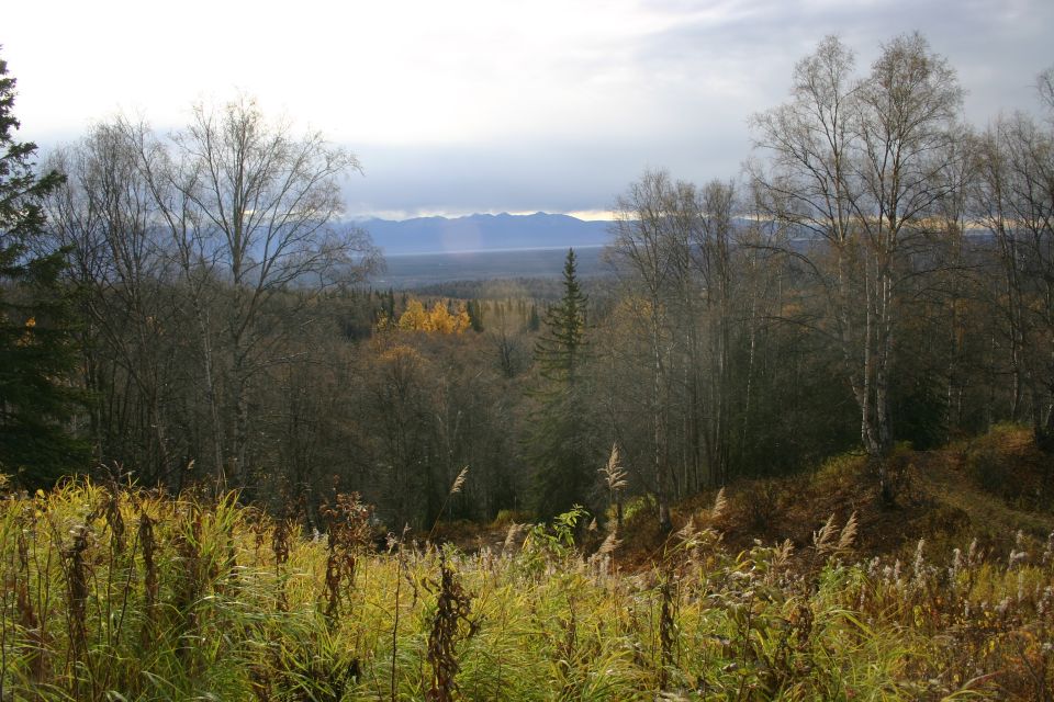 Overcast sky above a dense forest with tall grasses in the foreground
