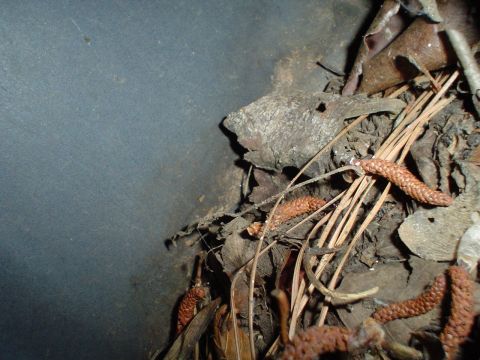 1984 Ford Bronco - Debris and natural elements are visible on a dark surface, with a watermark indicating the source.