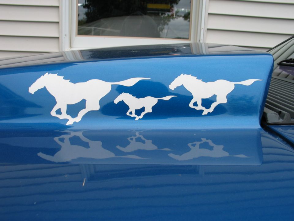 Blue car hood with white running horse decals. Reflection visible