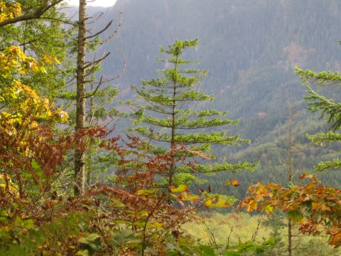 1990 Ford Bronco - Autumn foliage and evergreen trees create a natural landscape scene with distant mountains.