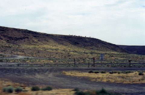 2001 Ford Taurus - A group of animals is visible on the crest of a barren hill under a cloudy sky.
