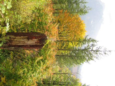 1990 Ford Bronco - A forest scene displays a large tree stump surrounded by trees with autumn colors.