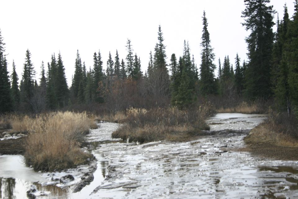 Frozen creek bed with ice chunks and dry grass, surrounded by evergreen trees under an overcast sky
