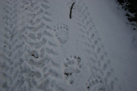 2003 Jeep TJ - Animal tracks and tire treads are visible in the snow.