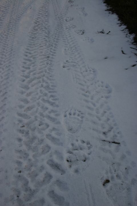 2003 Jeep TJ - Tire tracks and bear paw prints are visible in the snow on a dirt road.