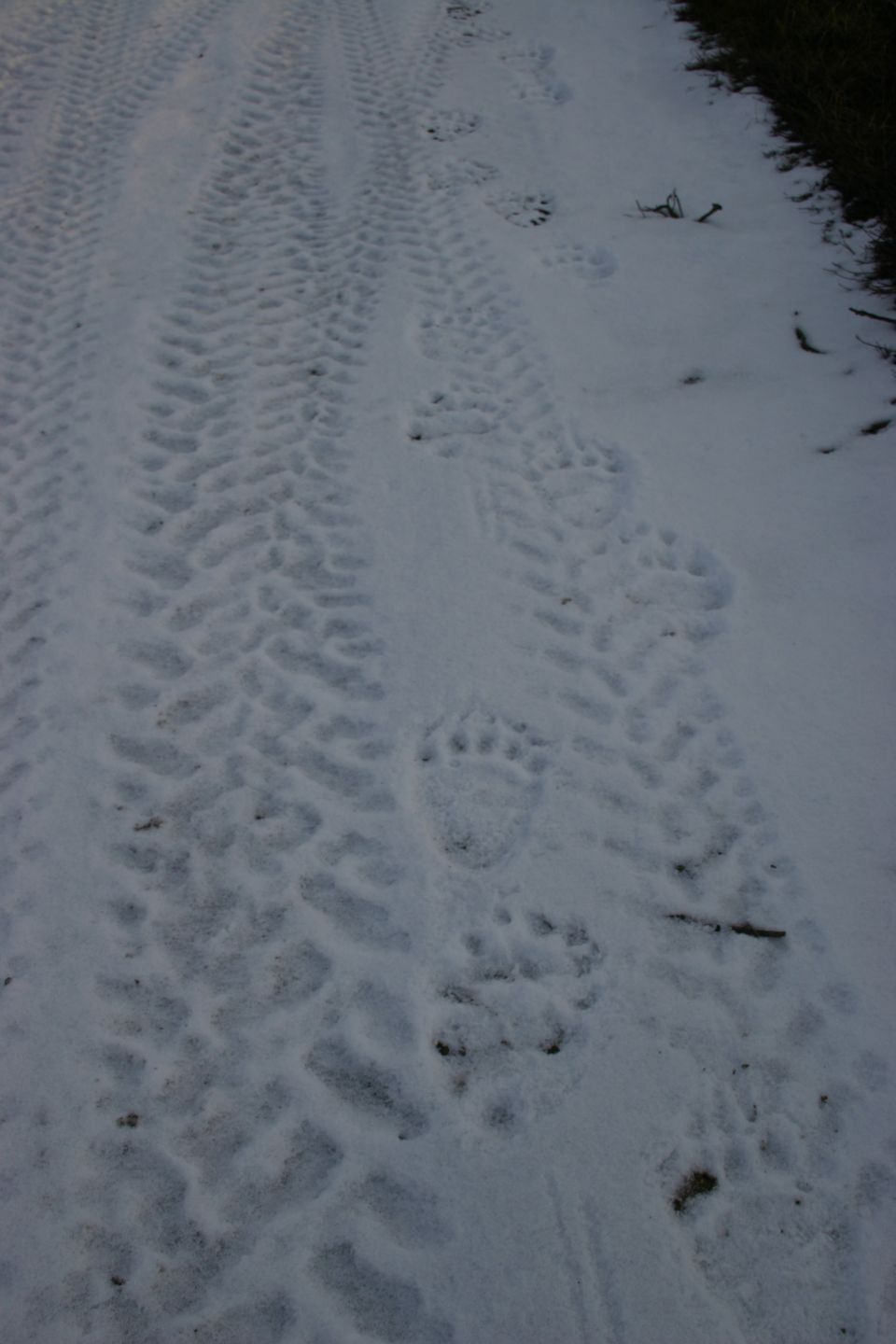 Tire tracks and bear paw prints in snow on a dirt road
