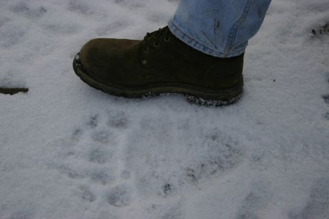 2003 Jeep TJ - A boot stands in the snow next to a set of animal tracks.
